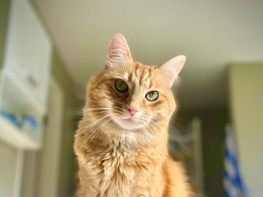 An orange tabby cat sitting upright on a bathroom sink counter, looking at the camera