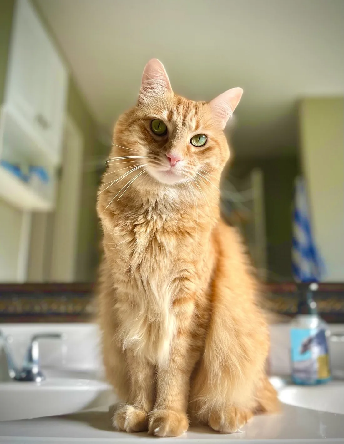 An orange tabby cat sitting upright on a bathroom sink counter, looking straight at the camera