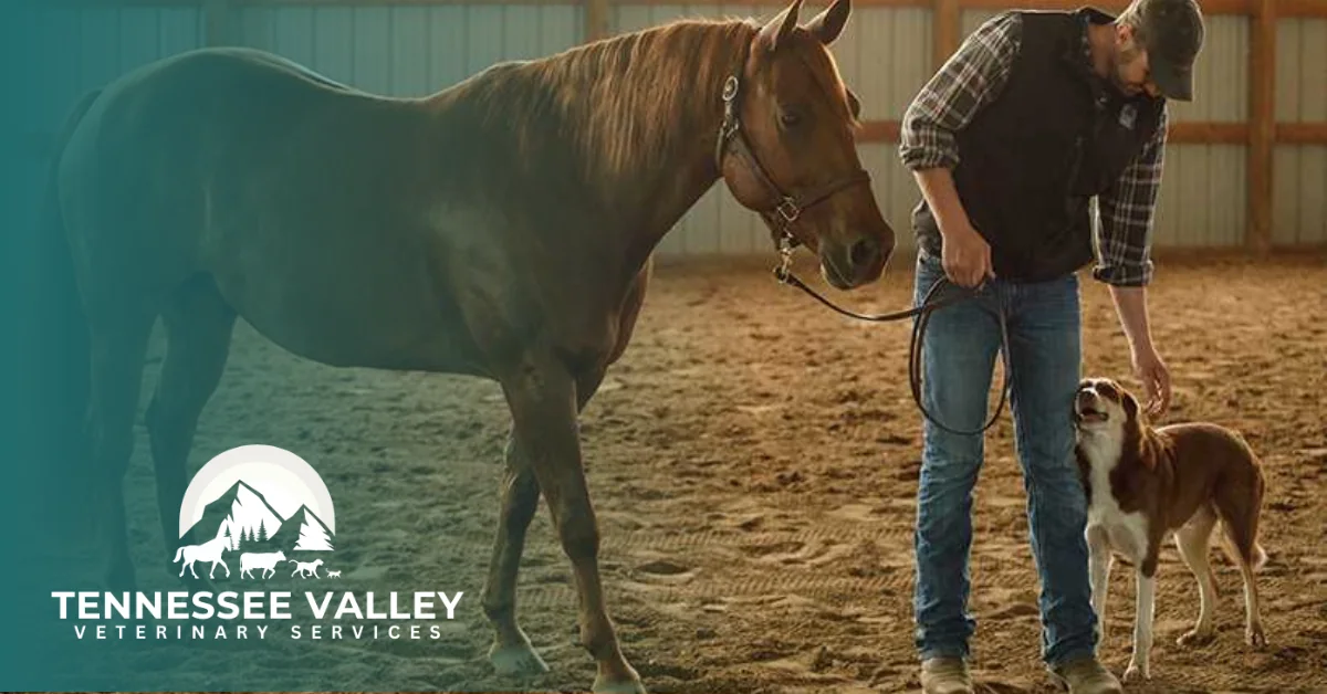 A veterinarian in a black vest and cap standing with a chestnut horse and a red and white dog in an indoor arena, with the Tennessee Valley Veterinary Services logo