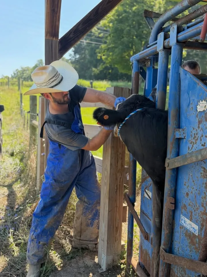 Dr. Harlan working a cow in a chute on a farm call