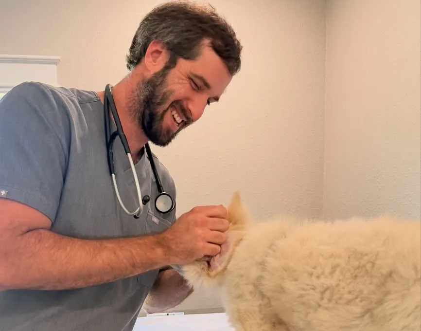 Dr. Harlan examining a white puppy on the exam table