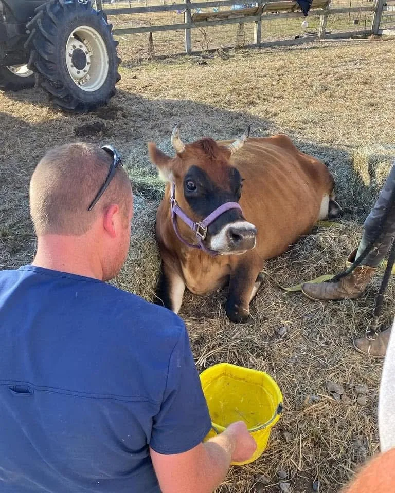 Dr. Harris crouched beside a Jersey cow lying in a lot