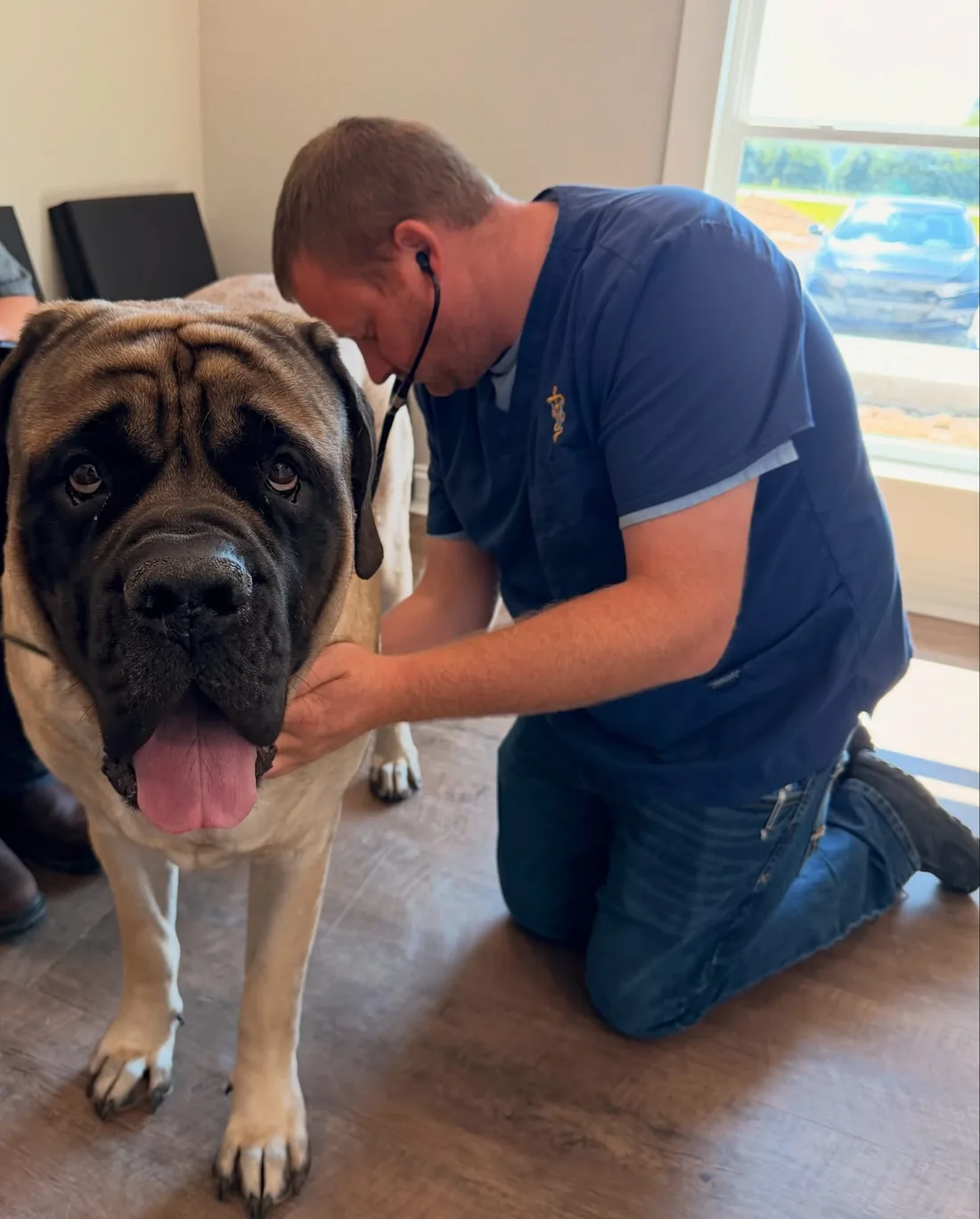 Dr. Harris listening to the heart of a large mastiff during an exam