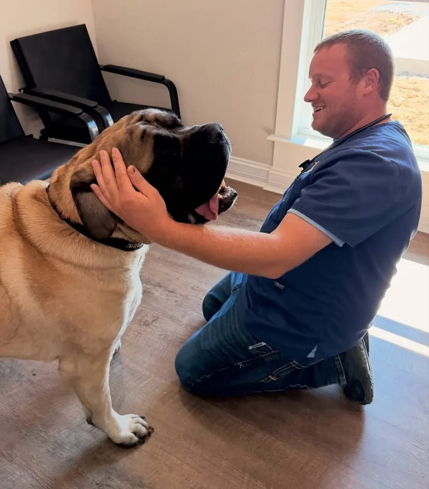 Dr. Harris with a large mastiff during an exam in the clinic waiting room