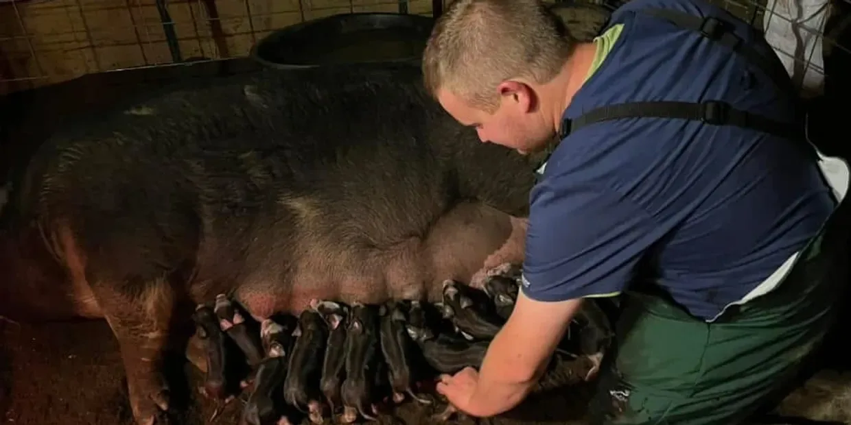 Dr. Harris tending a sow while her piglets nurse