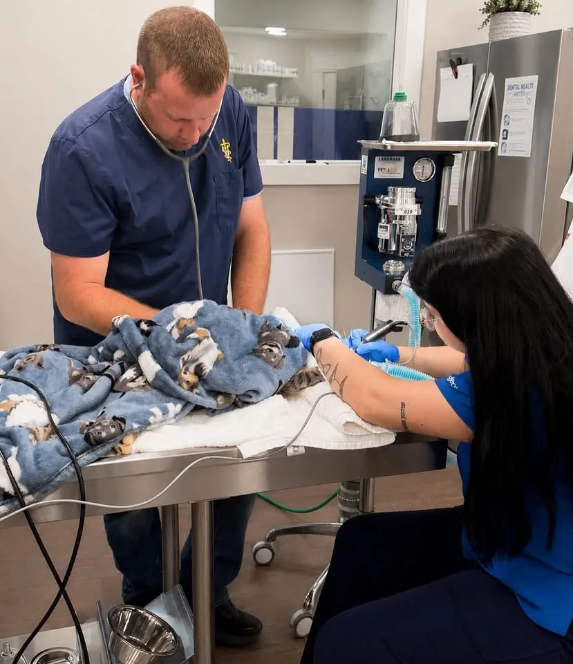 Dr. Harris and a technician working on an anesthetized patient in the clinic