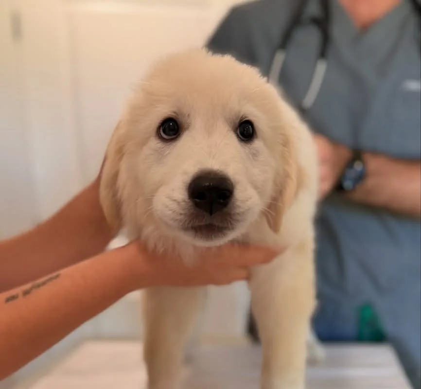 A white puppy held gently on the exam table