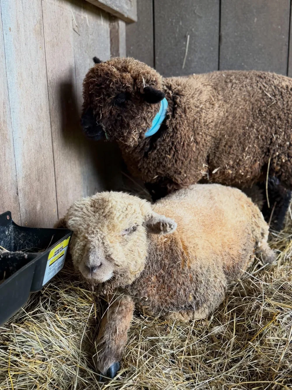 Two woolly sheep resting on straw in a barn