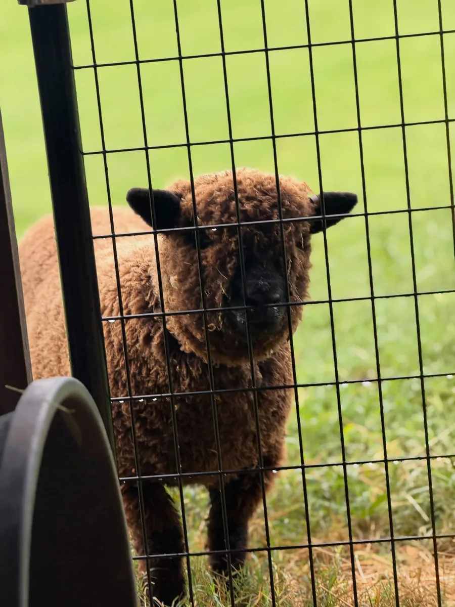 A brown sheep looking through a wire gate onto a green pasture