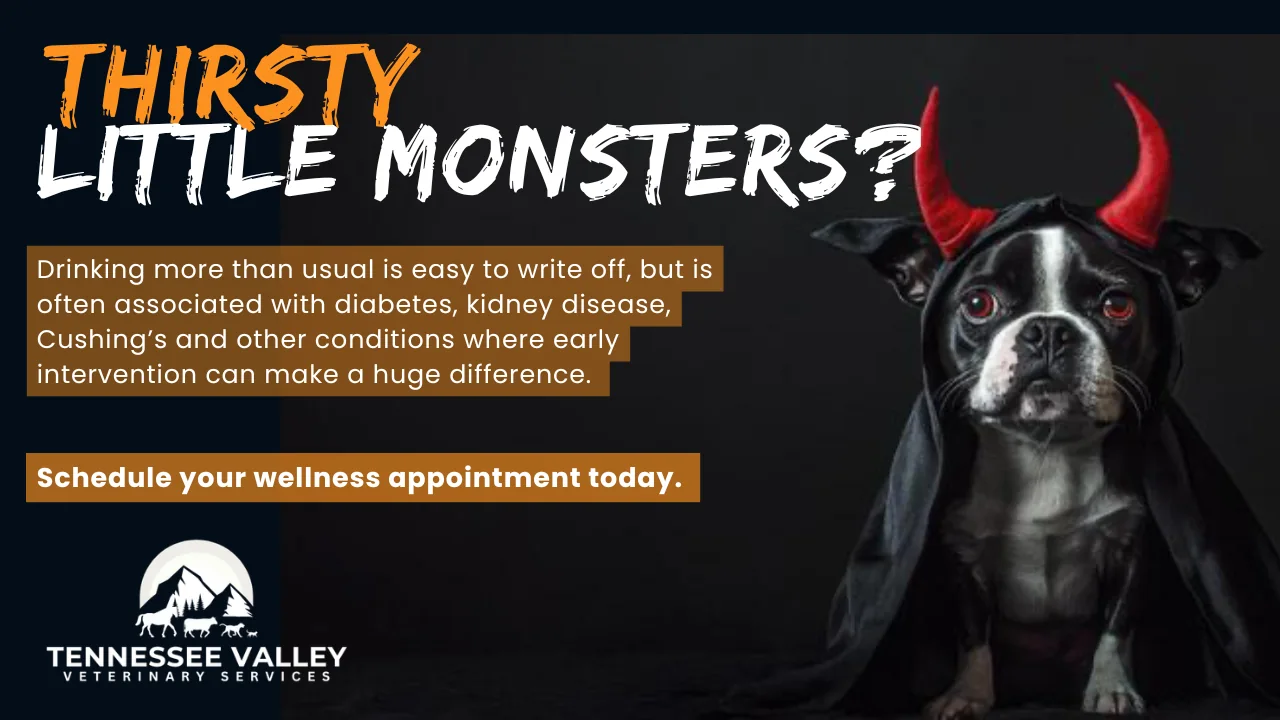 Halloween graphic of a Boston terrier in a black cape with red devil horns, asking Thirsty little monsters, with a note that drinking more than usual is often associated with diabetes, kidney disease, and Cushing's